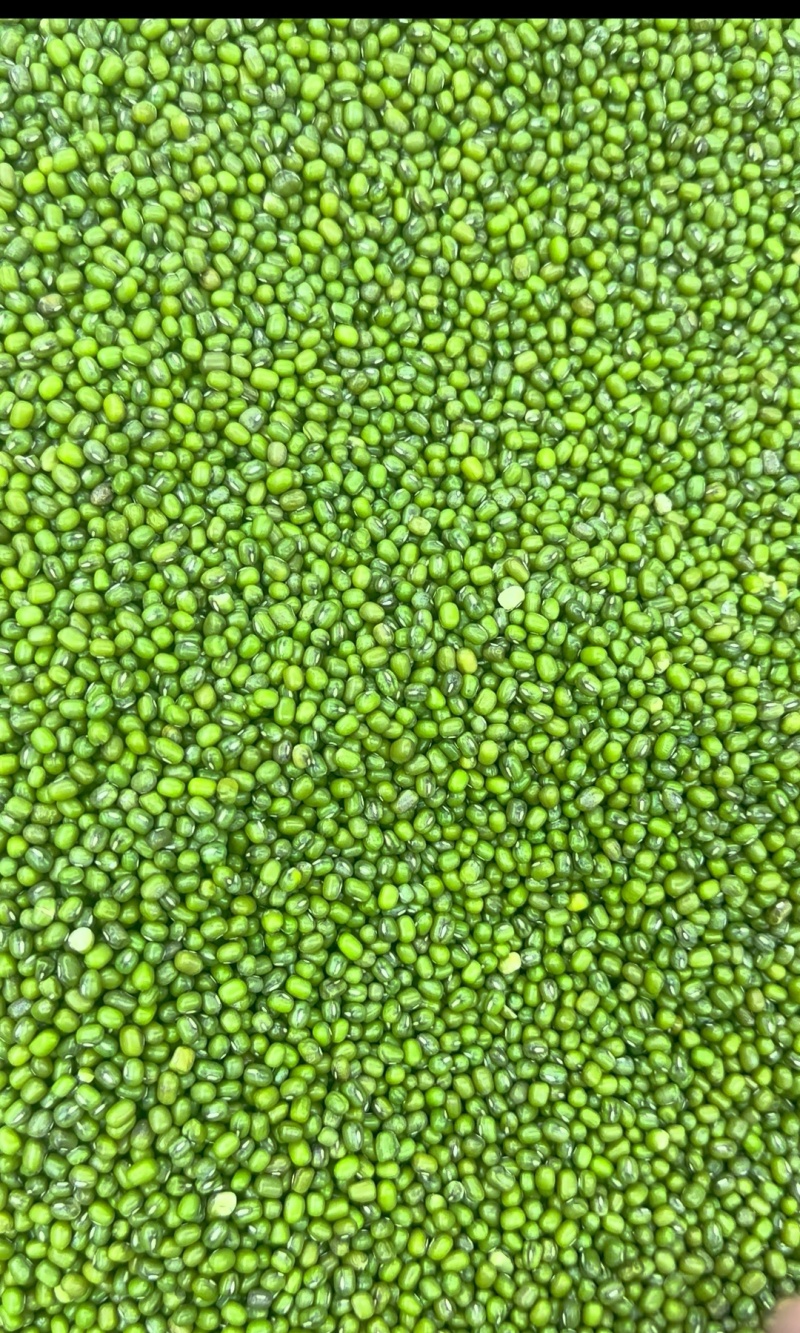 绿豆明豆中粒绿豆明豆中粒明豆中粒绿豆明绿豆