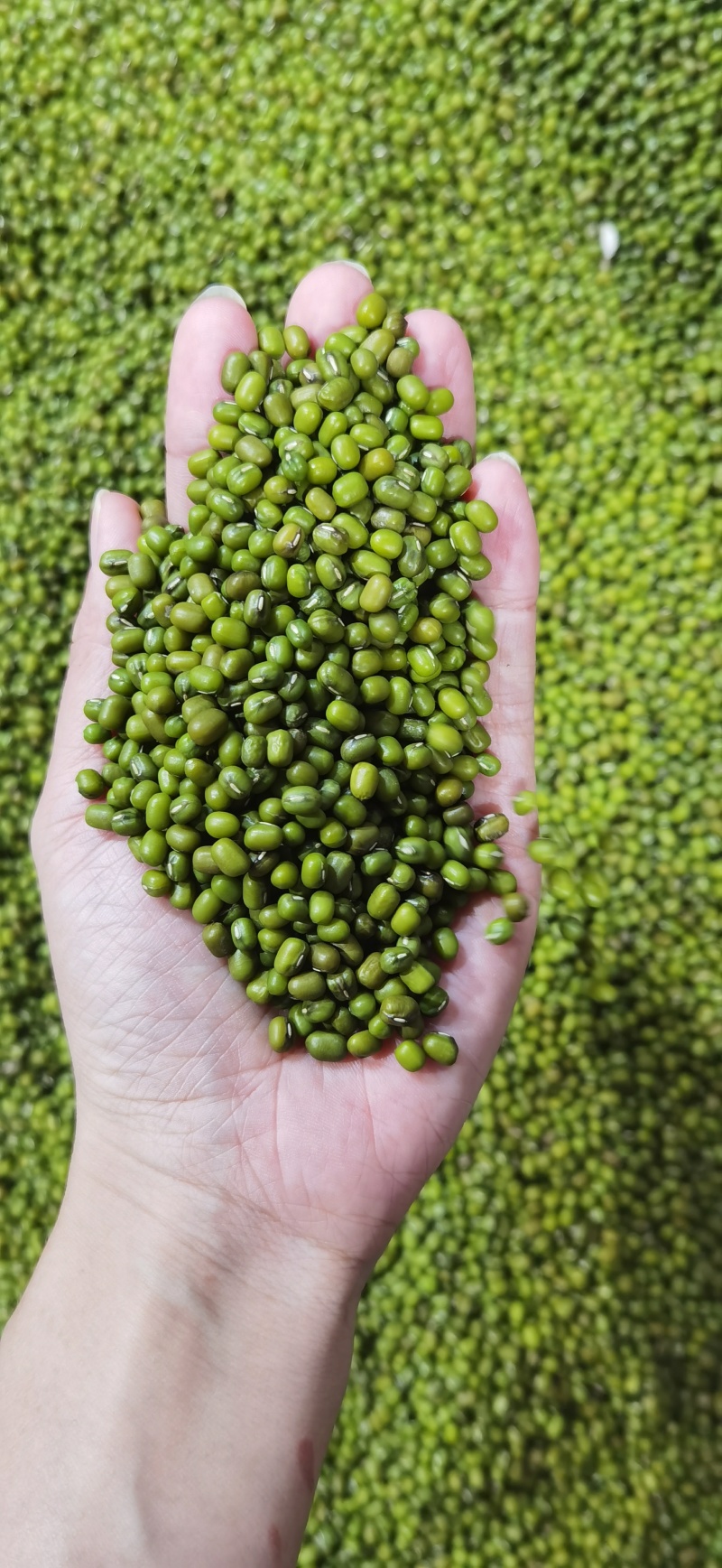 绿豆明豆中粒绿豆明豆中粒明豆中粒绿豆明绿豆