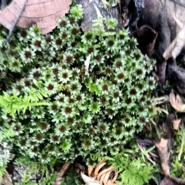苔藓