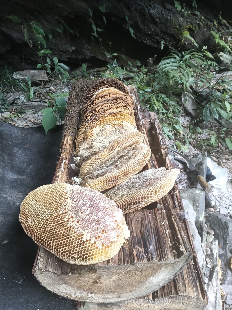 土蜂蜜