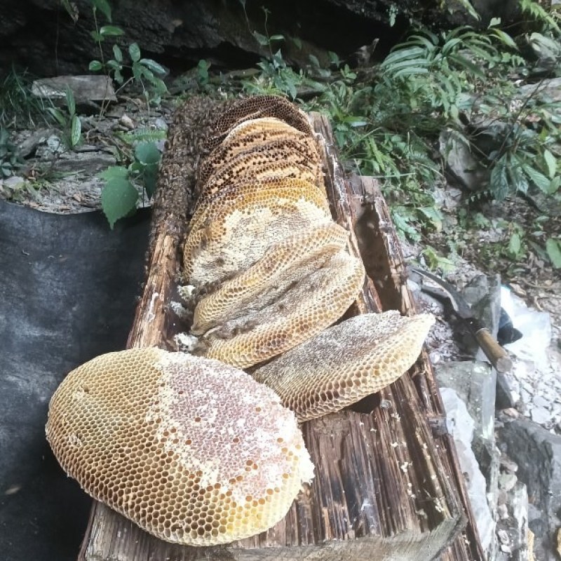 土蜂蜜