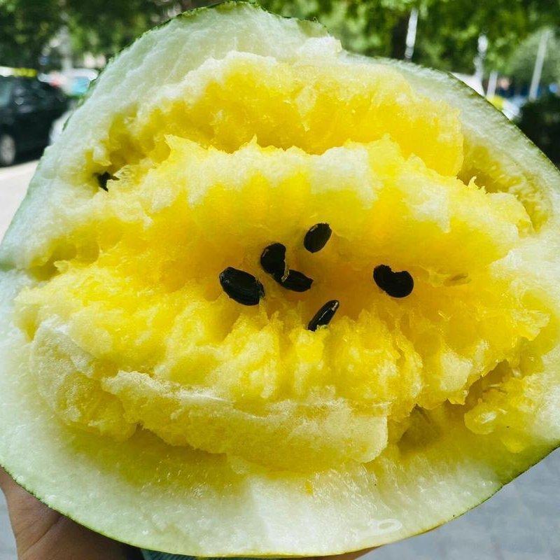内蒙通辽开鲁黑皮黄壤打瓜