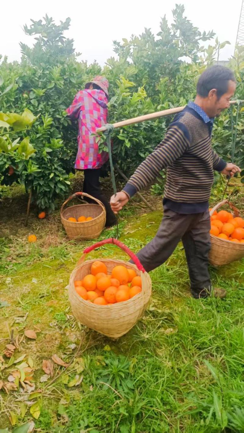 赣南脐橙