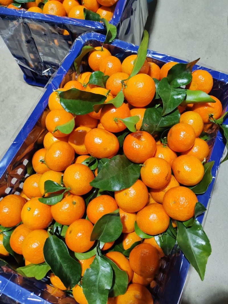 正宗砂糖橘/广西柑桔/精选砂糖橘/颗颗饱满产地直发品质
