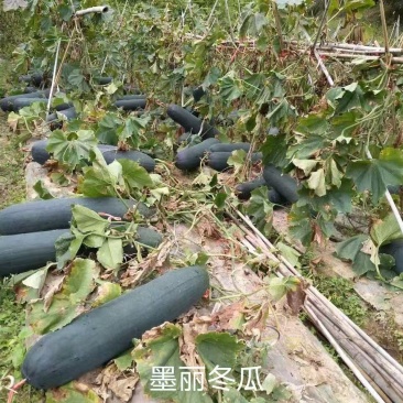 黑皮冬瓜