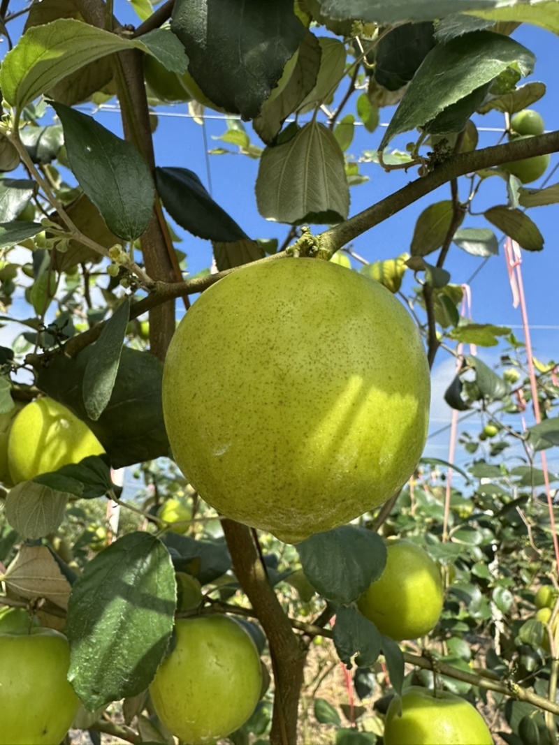 云南苹果枣，基地直供可以做超市，档口，全国发货