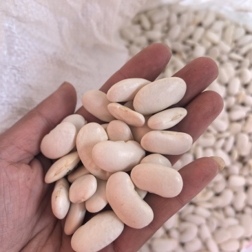 高品质白芸豆云木香