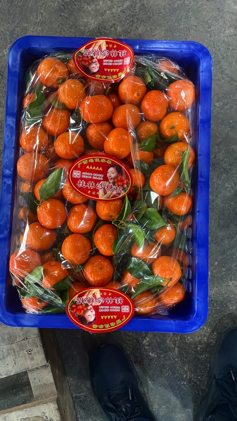正宗砂糖橘/广西柑桔/精选砂糖橘/颗颗饱满产地直发品质