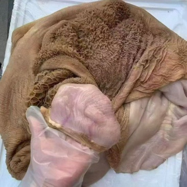 生牛肚带金钱肚