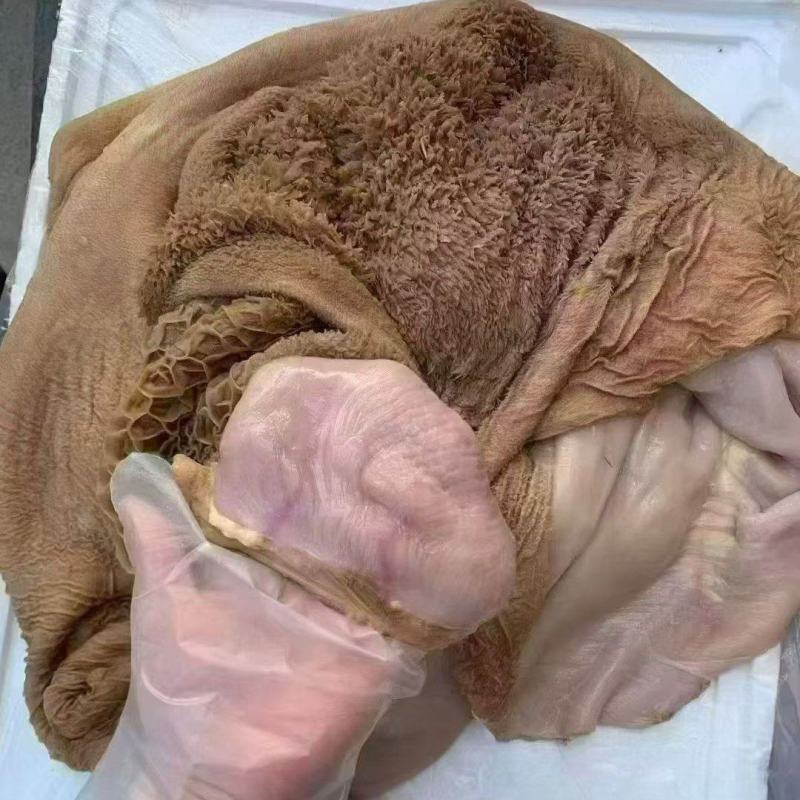 生牛肚带金钱肚