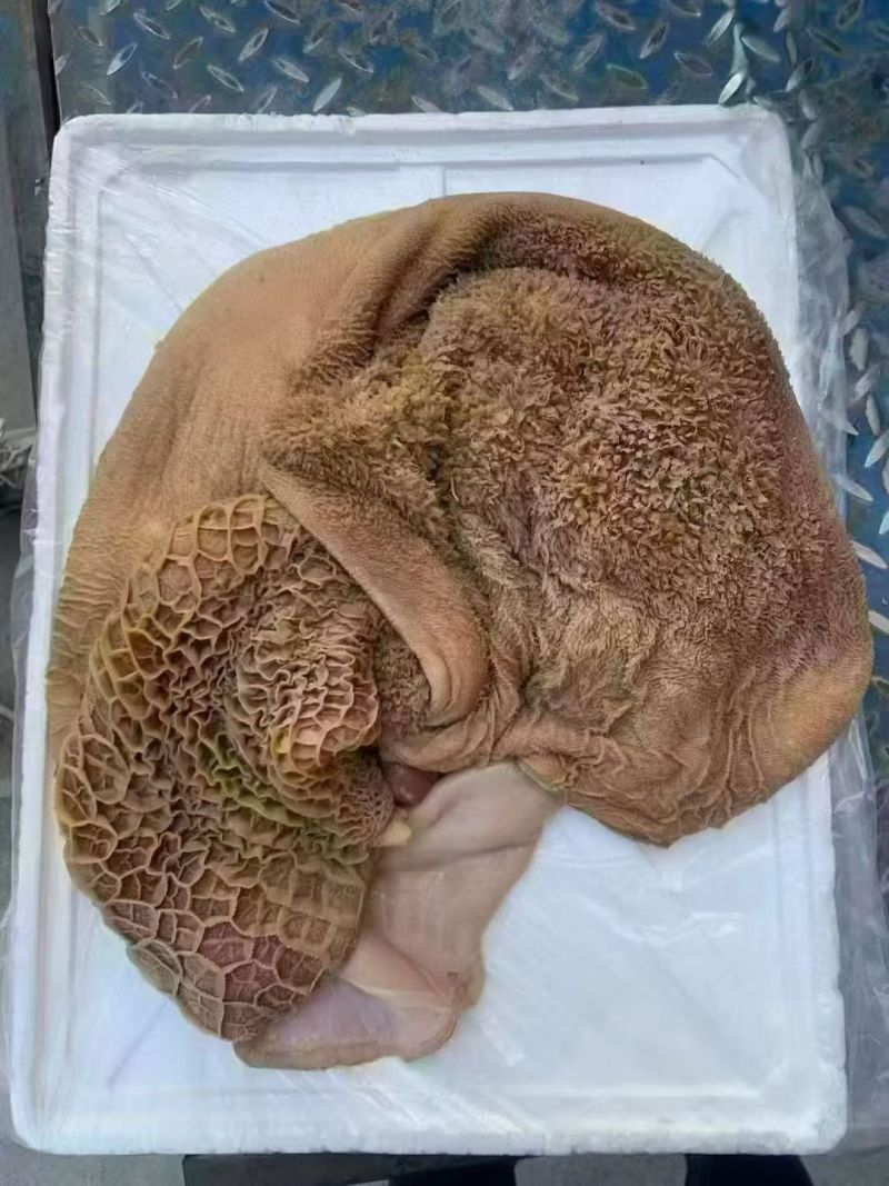 生牛肚带金钱肚