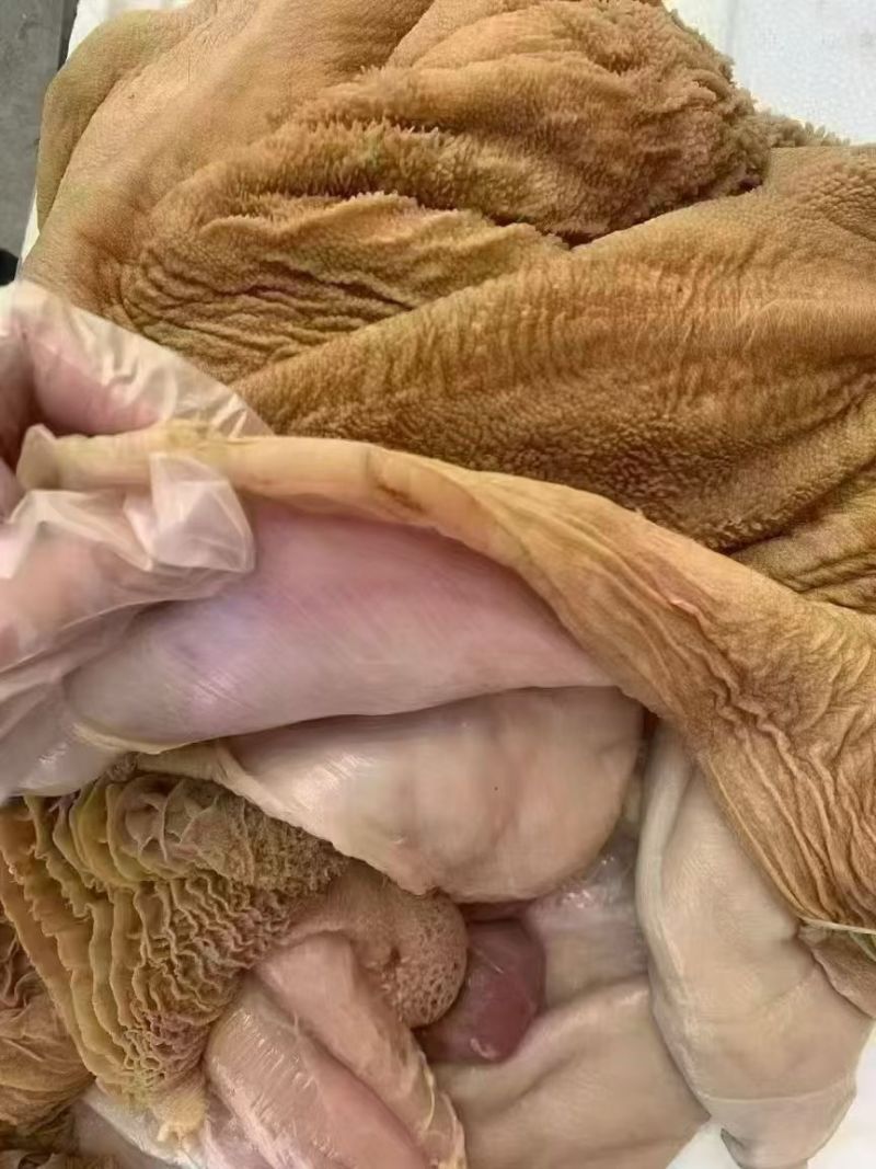 生牛肚带金钱肚