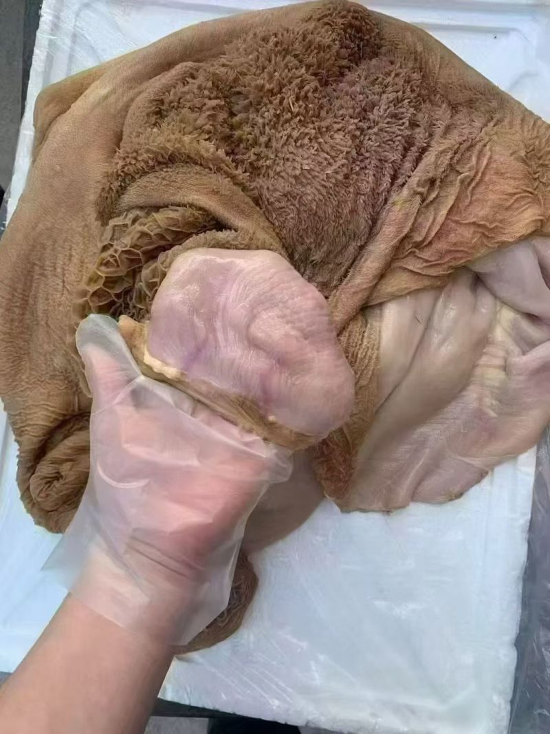 生牛肚带金钱肚