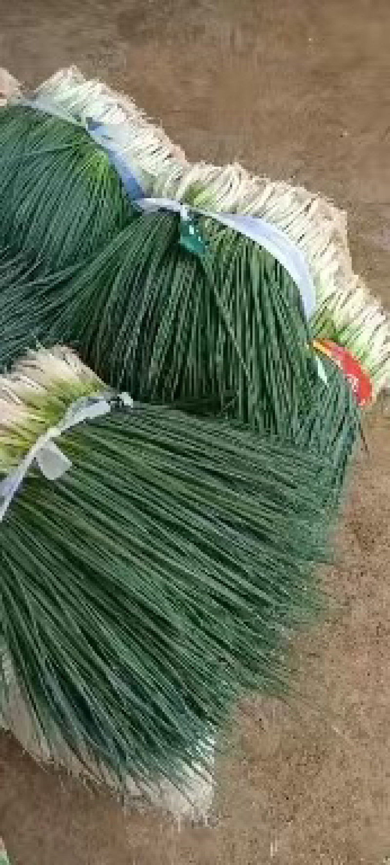 精品广西柳州小香葱全国发货量大价优欢迎随时联系