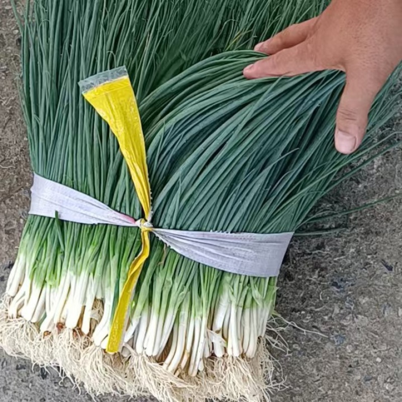 精品广西柳州小香葱全国发货量大价优欢迎随时联系