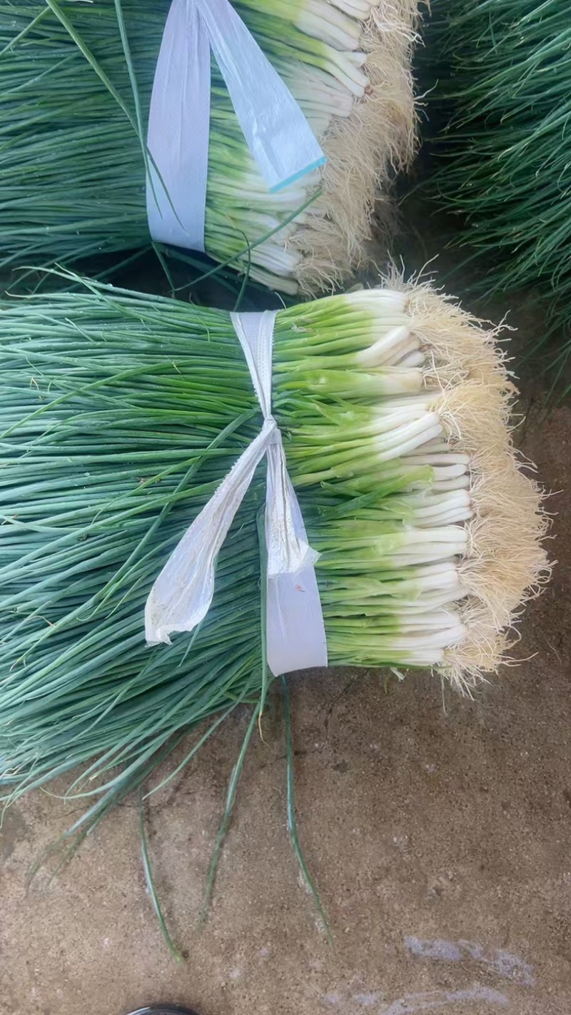 精品广西柳州小香葱全国发货量大价优欢迎随时联系