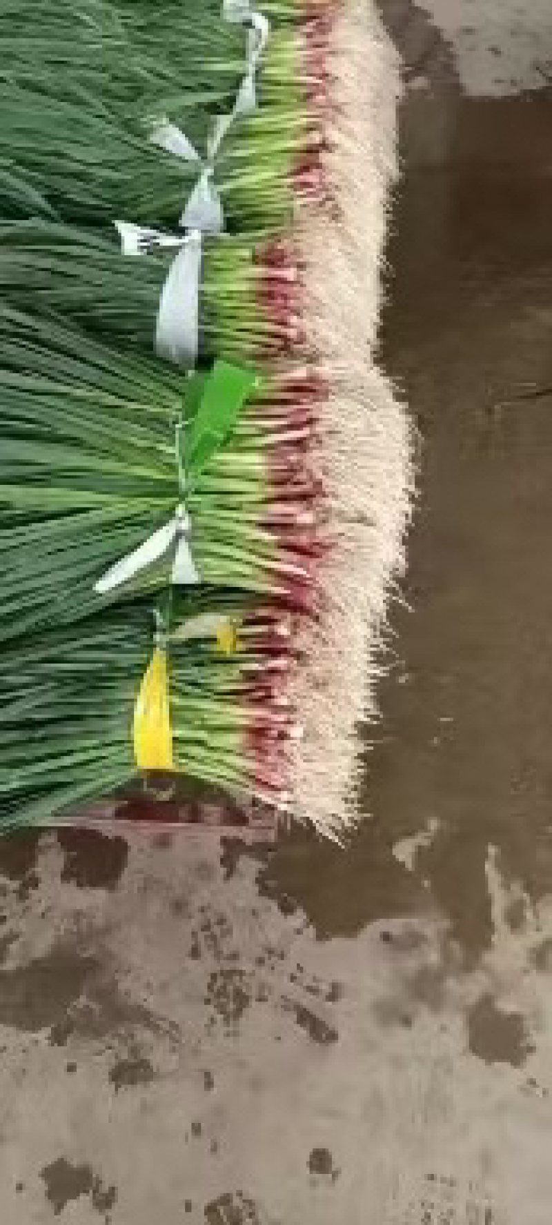 精品广西柳州红蒜苗一手货源全国发货量大价优欢迎随时联系