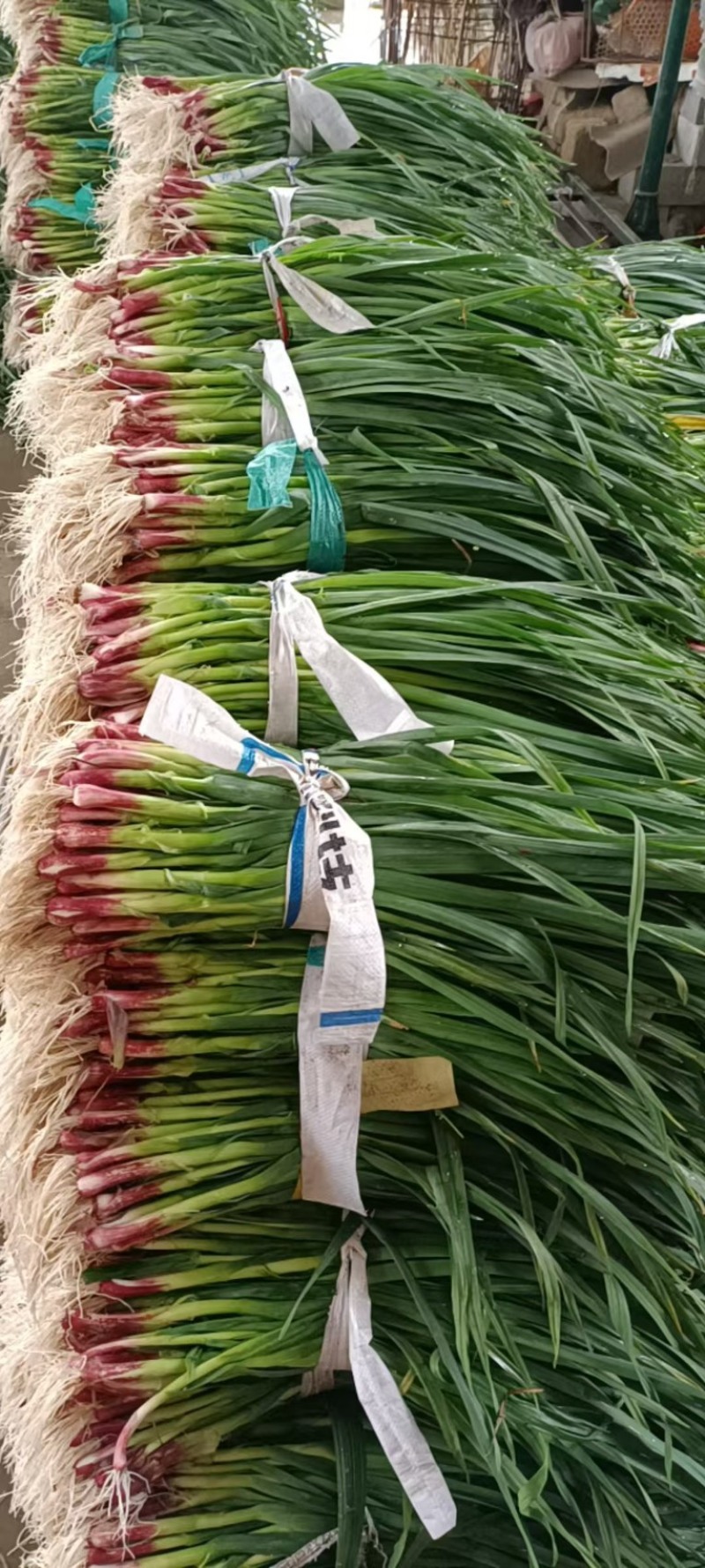 精品广西柳州红蒜苗一手货源全国发货量大价优欢迎随时联系