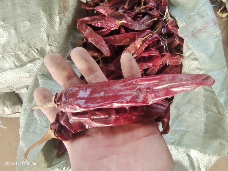 精品红龙23干辣椒，上色红干辣椒，高色价里外红，人工去把