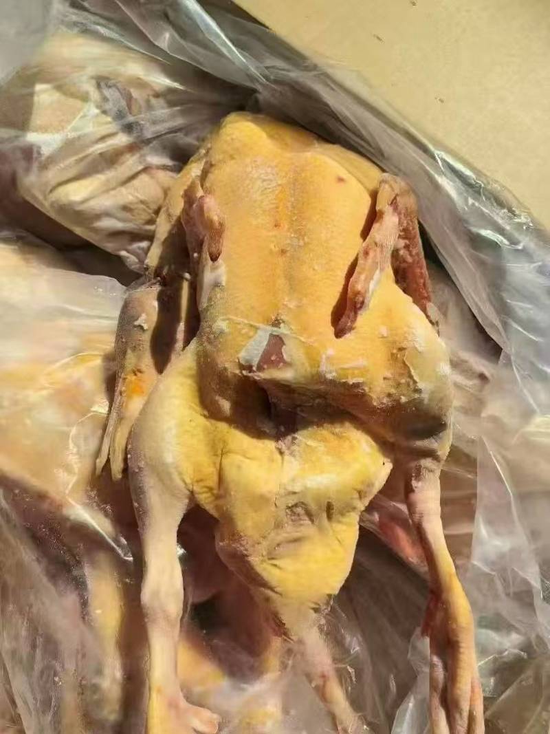 红嘴雁鹅，雁鹅