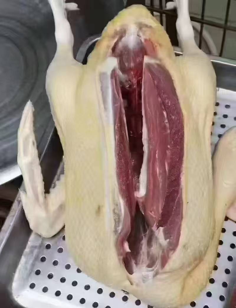 红嘴雁鹅，雁鹅