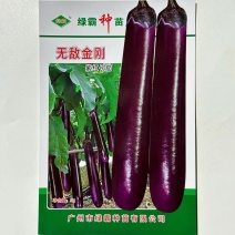 **金刚紫红长茄种子顺直美观果皮深紫红色中早熟紫茄子种籽