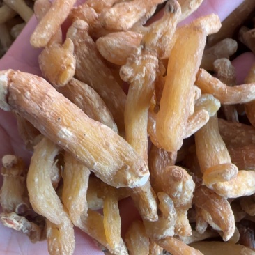玉竹个，药食同源无硫