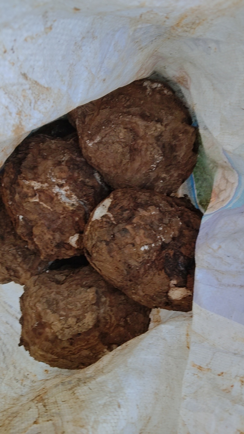 茯苓价格美丽随时可聊现货秒发品质保证新鲜的可以批发