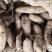 哈密红薯
