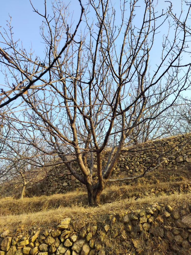 山杏18公分山杏，供应8-30公分山杏，原产地，量大