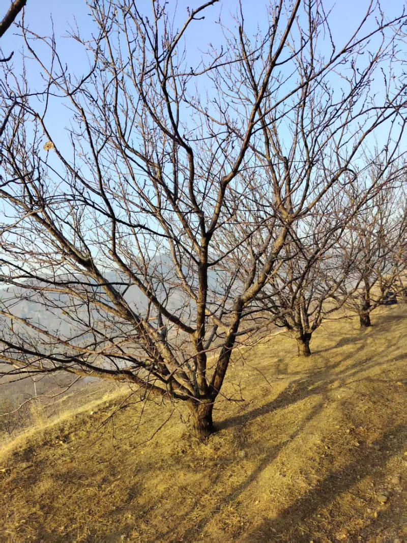 山杏18公分山杏，供应8-30公分山杏，原产地，量大