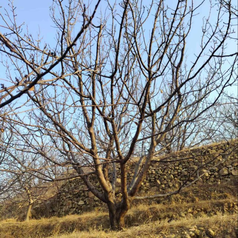 山杏20公分山杏，供应8-30公分，规格齐全