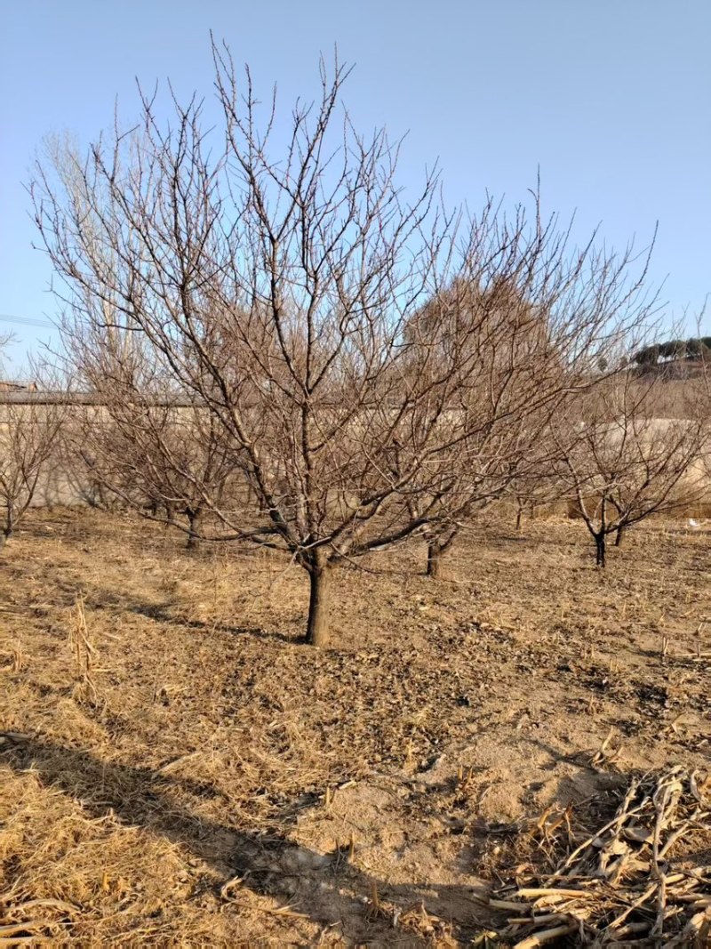 山杏20公分山杏，供应8-30公分，规格齐全