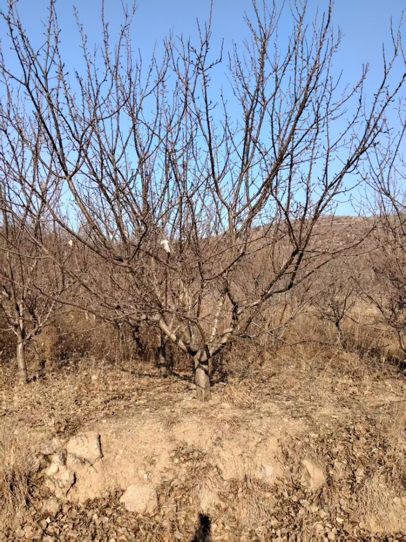 山杏20公分山杏，供应8-30公分，规格齐全