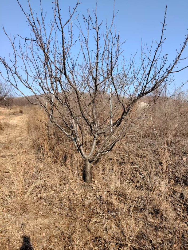 山杏20公分山杏，供应8-30公分，规格齐全