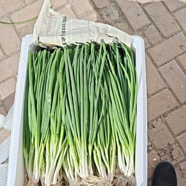 无蓝粉小香葱
