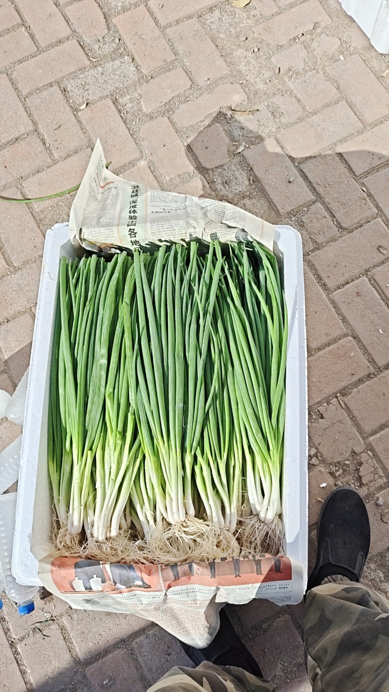 无蓝粉小香葱