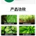 10%调环酸钙生长调理剂控旺调节