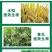 10%调环酸钙生长调理剂控旺调节