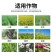 10%调环酸钙生长调理剂控旺调节