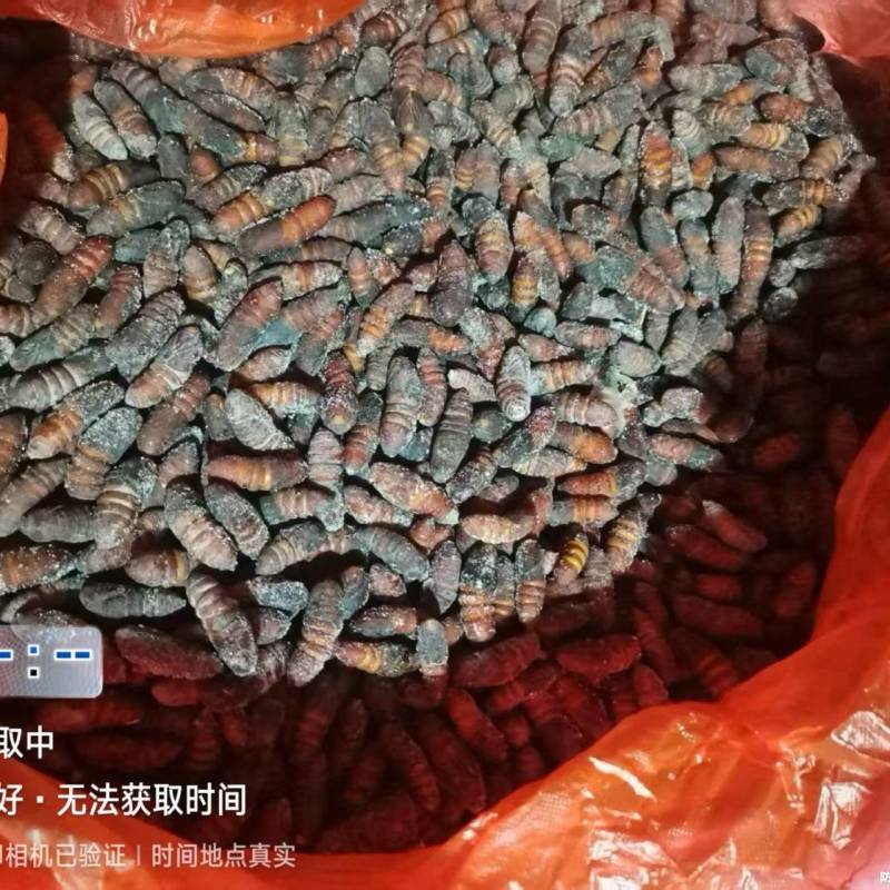 核桃蛹