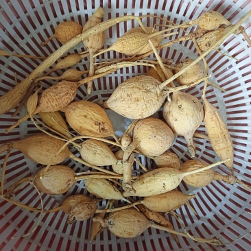 ***野生牛大力