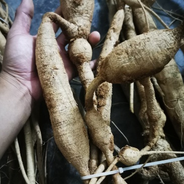 野生牛大力
