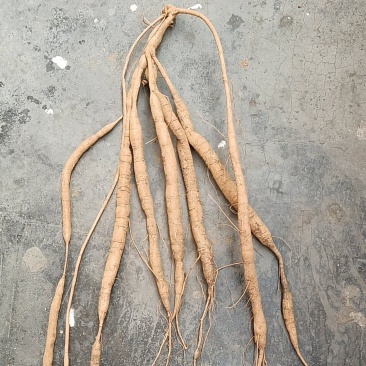 ***野生牛大力