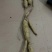 ***野生牛大力