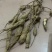 ***野生牛大力