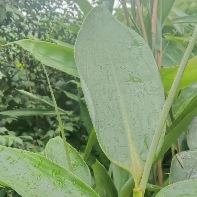 鲜粽叶