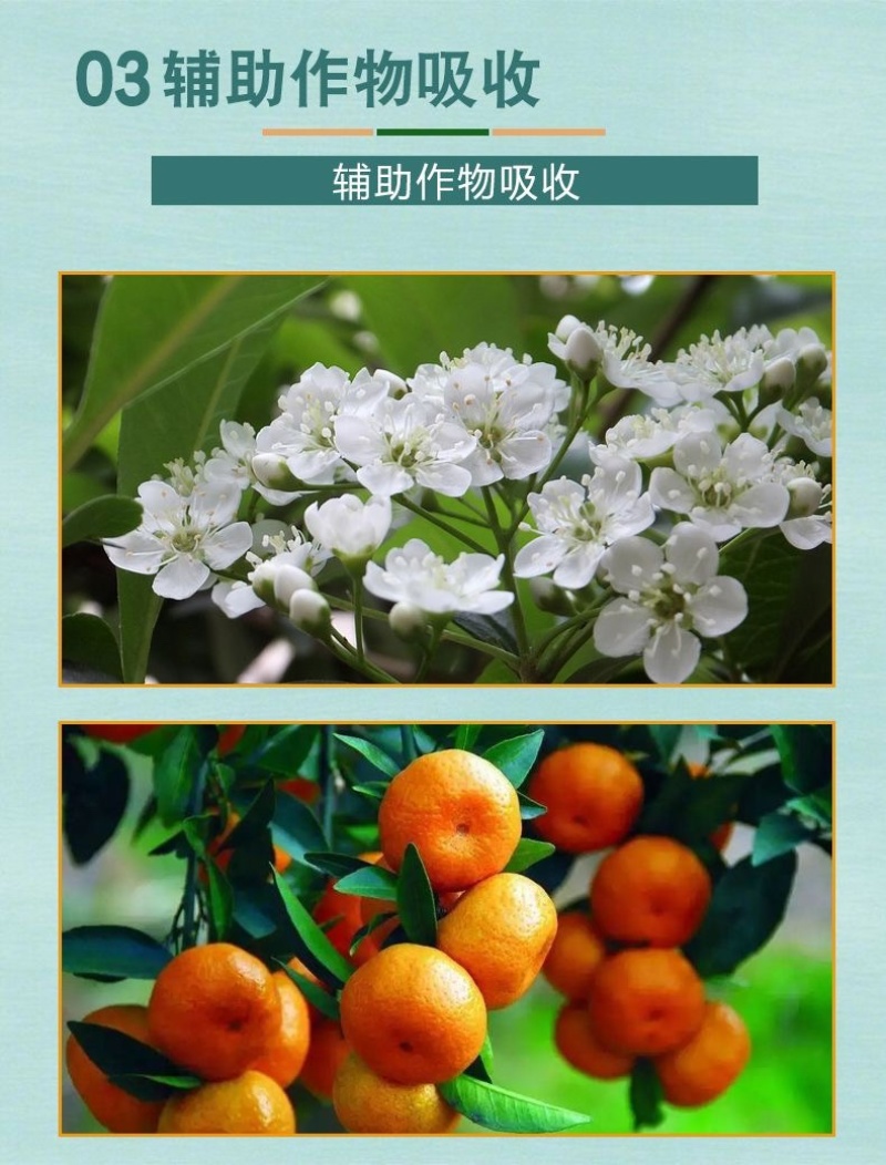 24表芸苔素内脂促花保果不伤作物