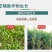 24表芸苔素内脂促花保果不伤作物