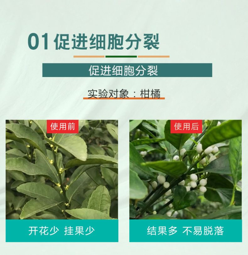 24表芸苔素内脂促花保果不伤作物
